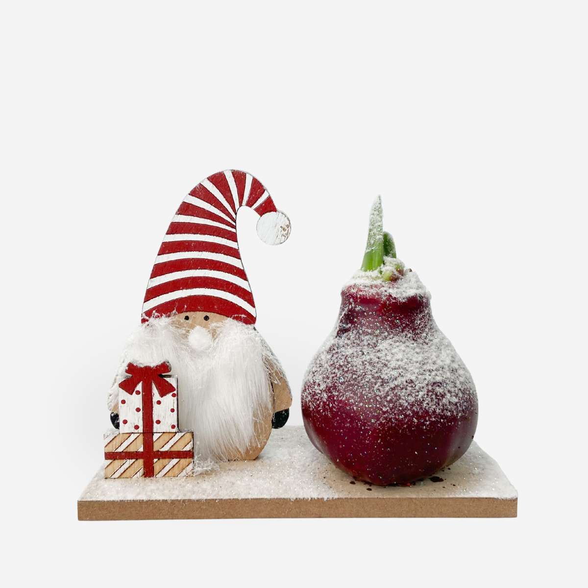 Amaryllis - Hippeastrum 'Winterwunderland Wichtel' 