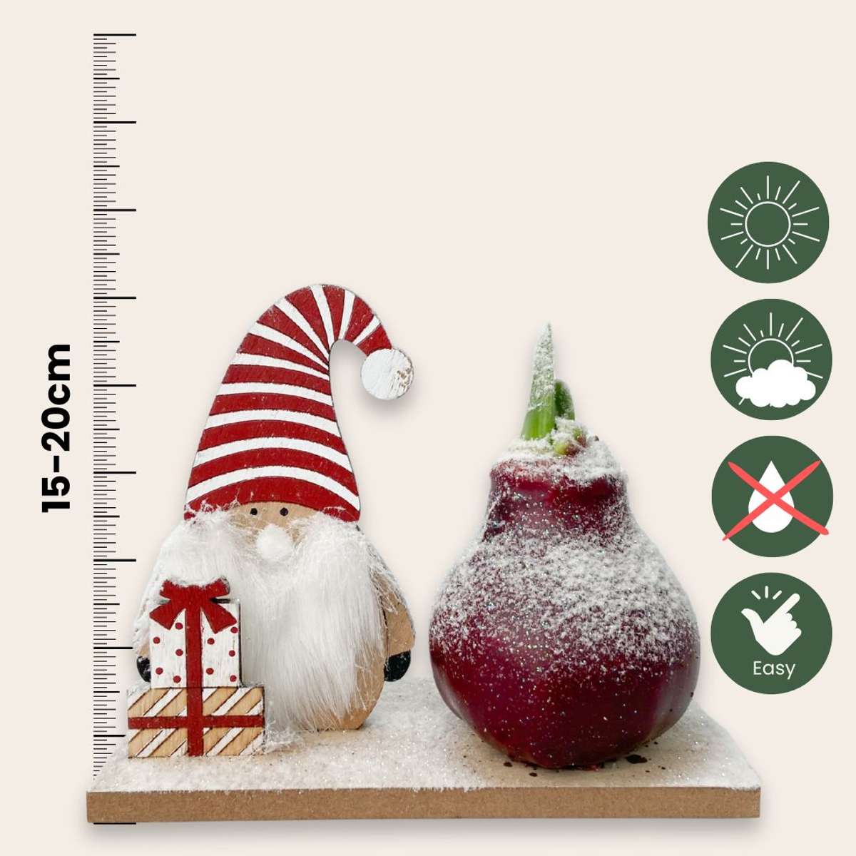 Amaryllis - Hippeastrum 'Winterwunderland Wichtel' 