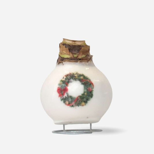 Amaryllis - Hippeastrum 'Porzellan Wachs Kranz' 