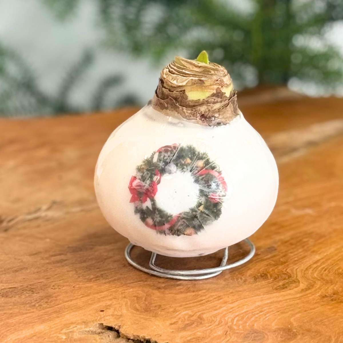 Amaryllis - Hippeastrum 'Porzellan Wachs Kranz' 