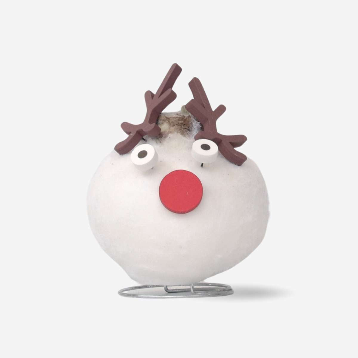 Amaryllis - Hippeastrum 'Wachs Spezial Rentier' 