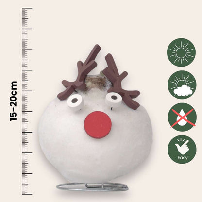 Amaryllis - Hippeastrum 'Wachs Spezial Rentier' 