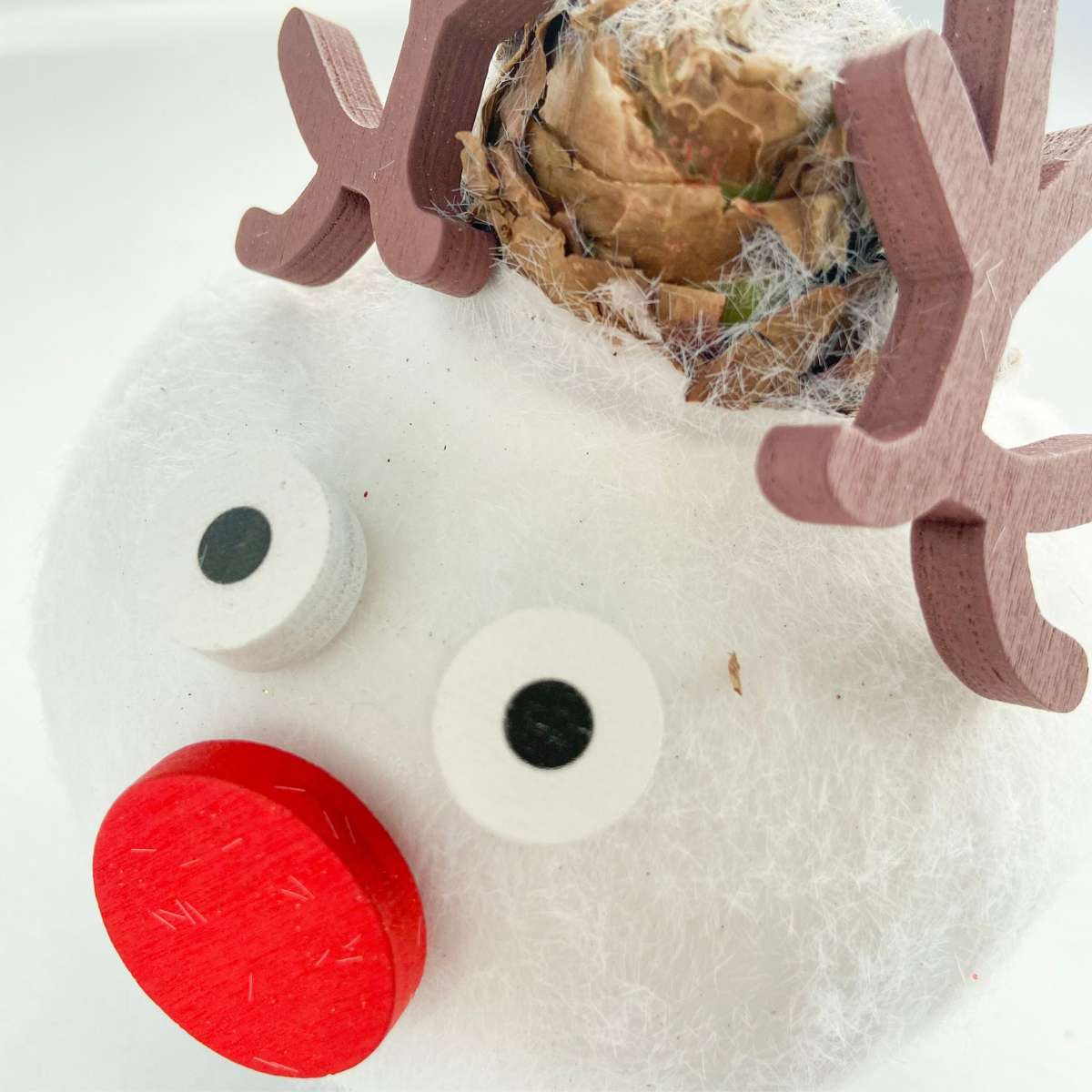 Amaryllis - Hippeastrum 'Wachs Spezial Rentier' 