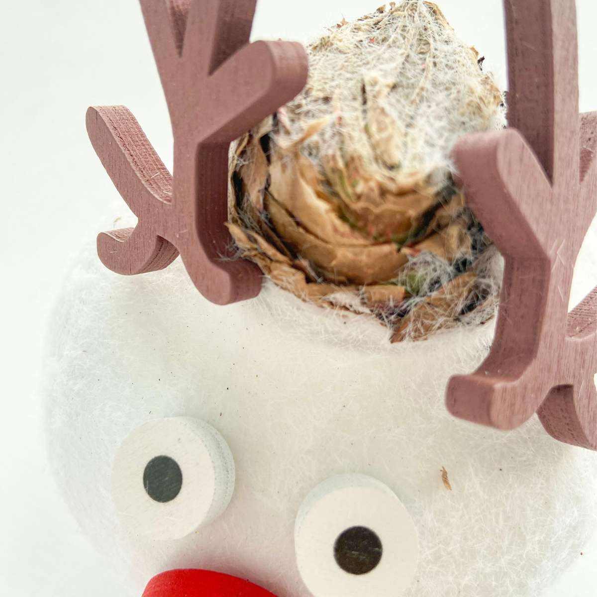 Amaryllis - Hippeastrum 'Wachs Spezial Rentier' 