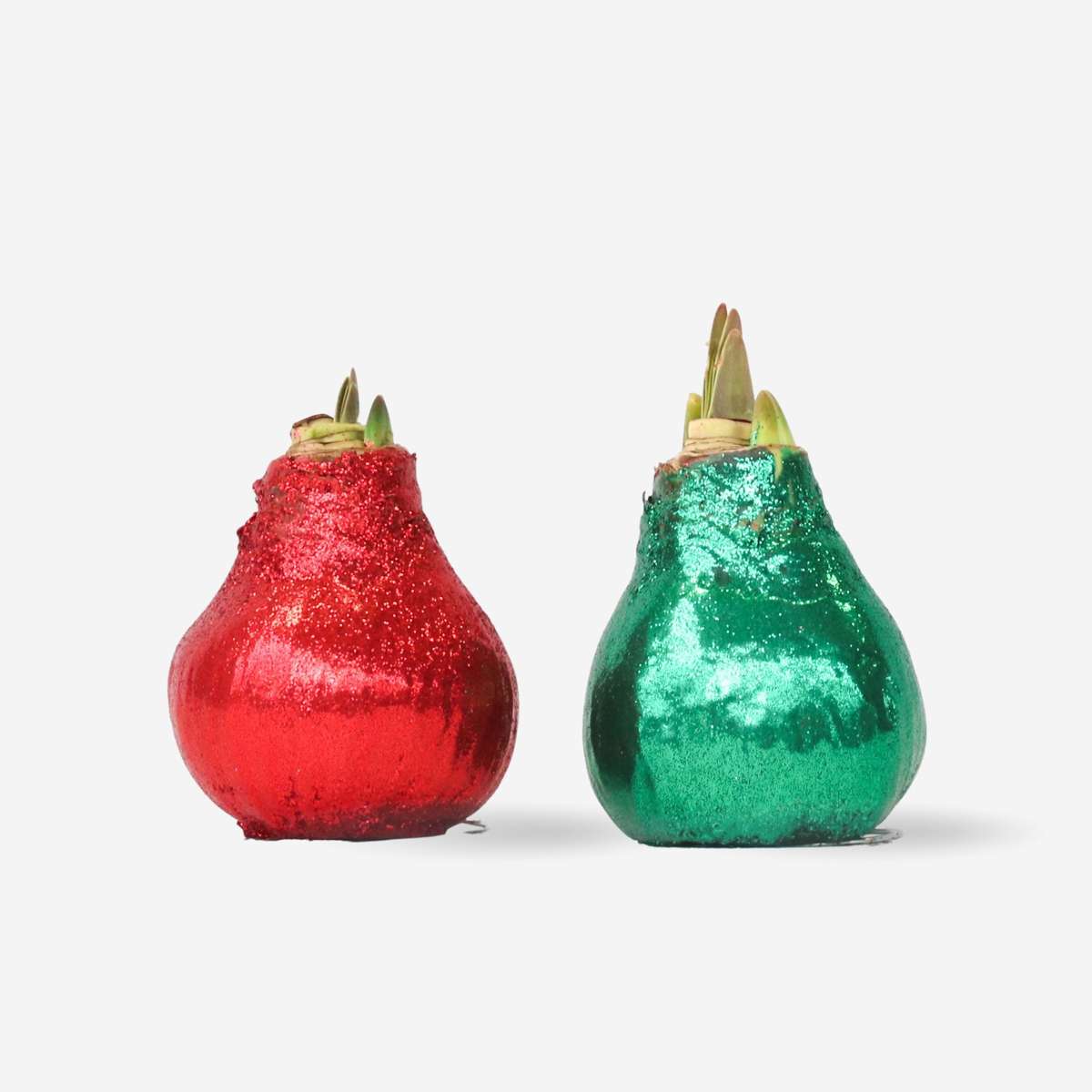 Amaryllis - Hippeastrum 'Glitzer Duo' - Rot Und Grün 