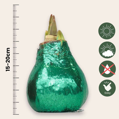 Amaryllis - Hippeastrum 'Glitzer Duo' - Rot Und Grün 