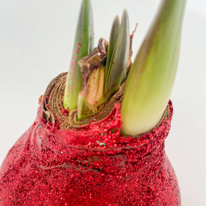 Amaryllis - Hippeastrum 'Glitzer Duo' - Rot Und Grün 