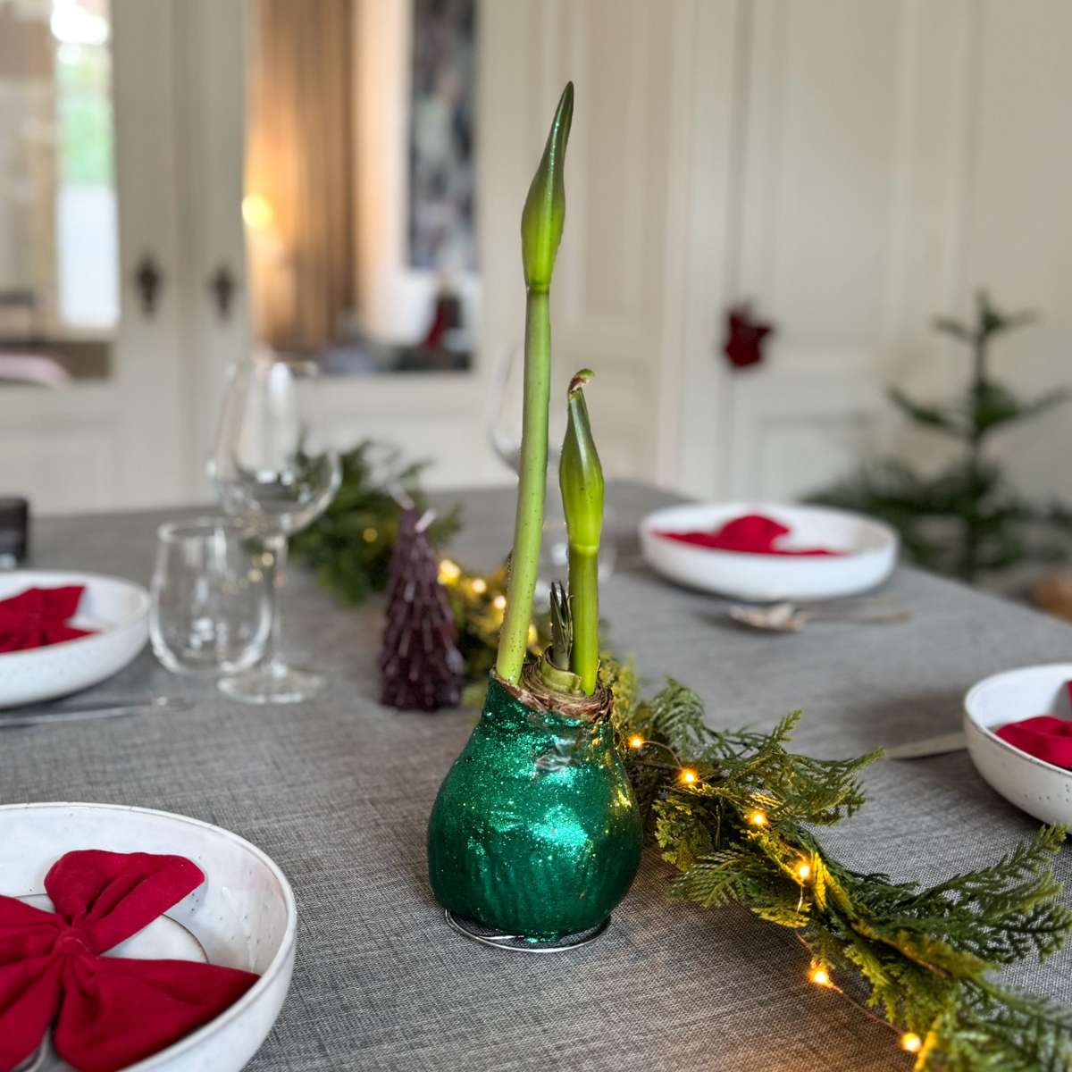 Amaryllis - Hippeastrum 'Glitzer Duo' - Rot Und Grün 