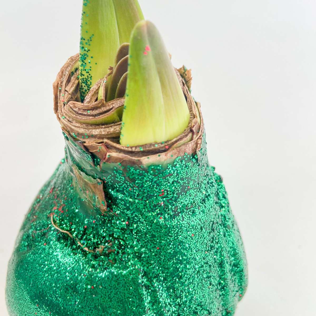 Amaryllis - Hippeastrum 'Glitzer Duo' - Rot Und Grün 