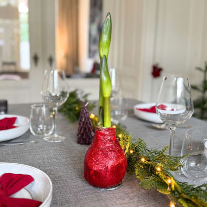 Amaryllis - Hippeastrum 'Glitzer Duo' - Rot Und Grün 