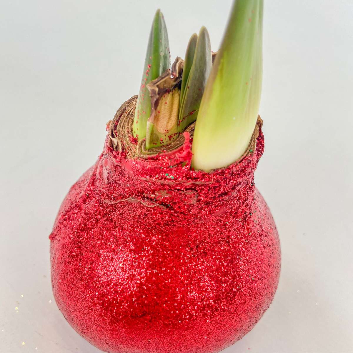 Amaryllis - Hippeastrum 'Glitzer Duo' - Rot Und Grün 