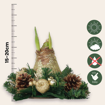 Amaryllis - Hippeastrum 'Weihnachtskranz' - Gold 