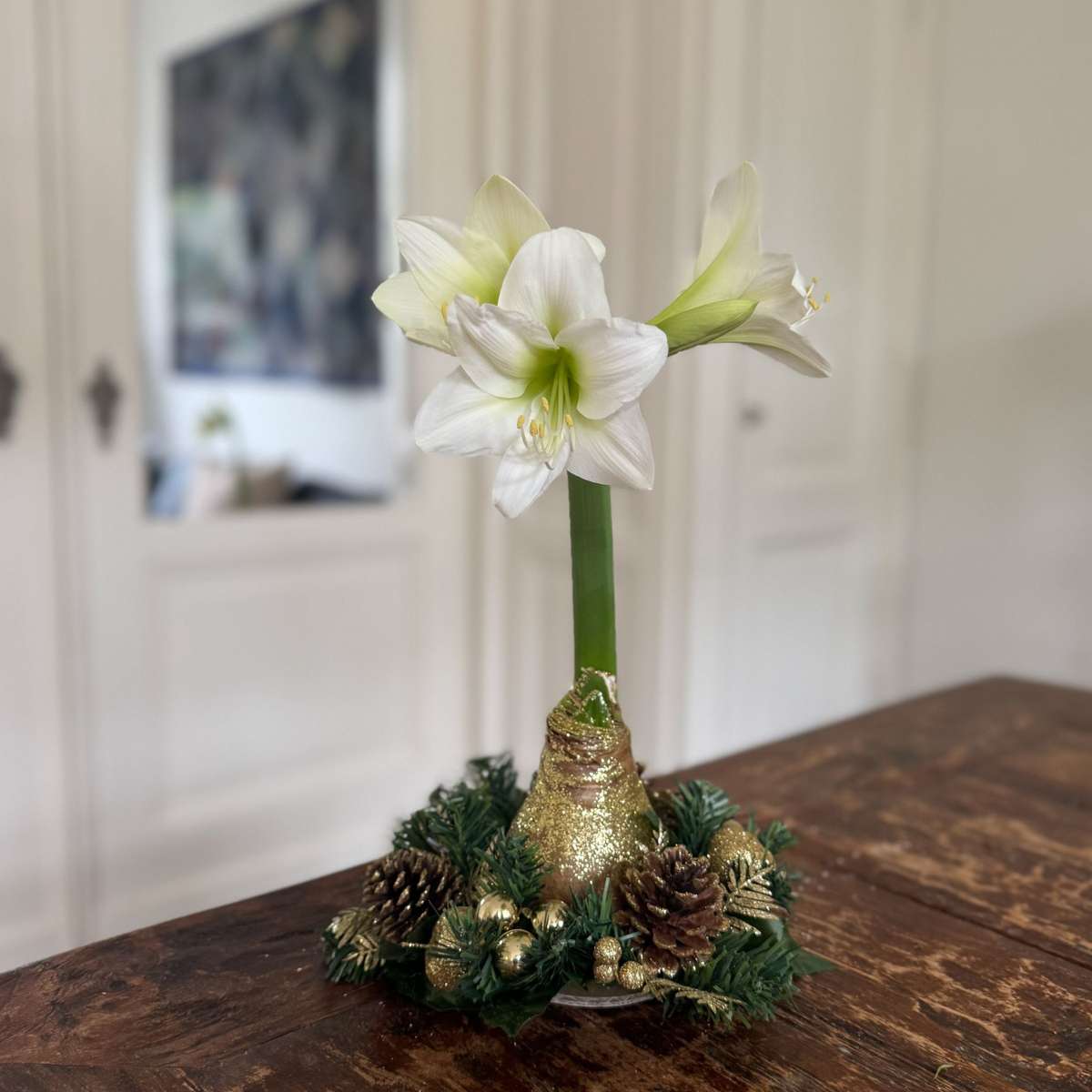 Amaryllis - Hippeastrum 'Weihnachtskranz' - Gold 