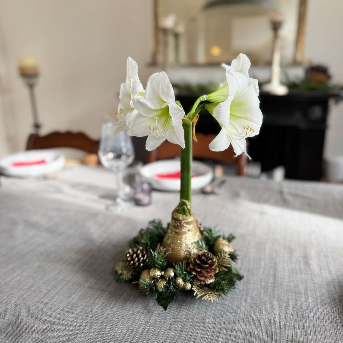 Amaryllis - Hippeastrum 'Weihnachtskranz' - Gold 