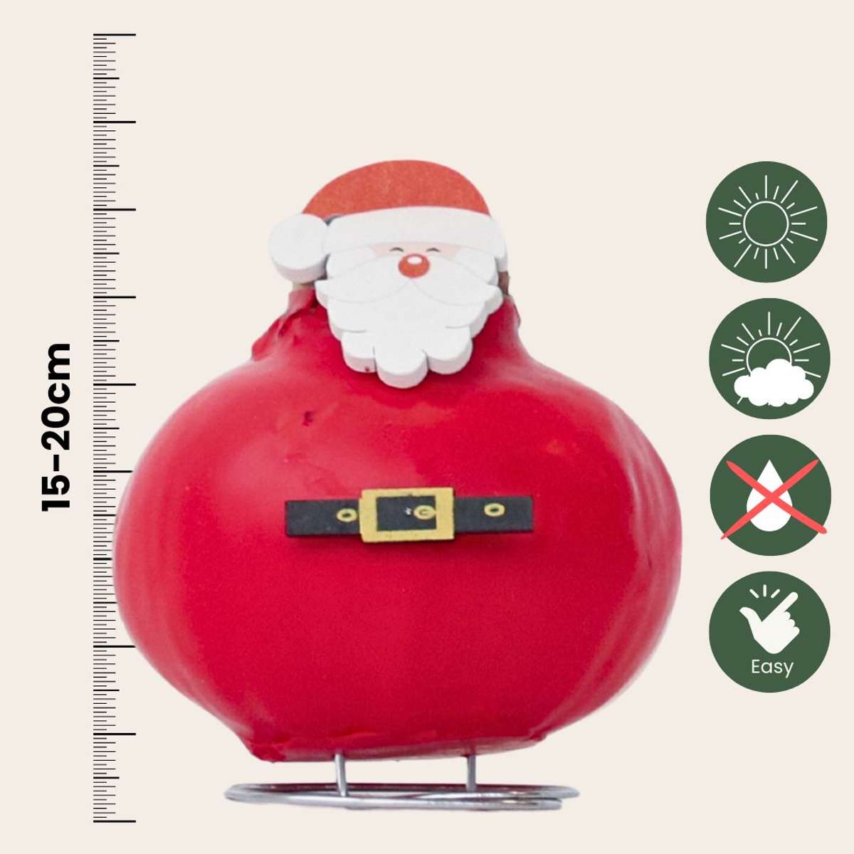 Amaryllis - Hippeastrum 'Wachs Spezial Weihnachtsmann' 