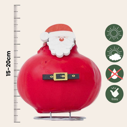 Amaryllis - Hippeastrum 'Wachs Spezial Weihnachtsmann' 