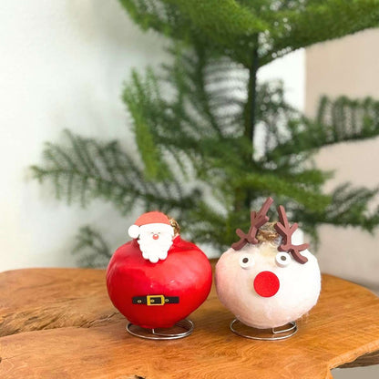 Amaryllis - Hippeastrum 'Wachs Spezial Weihnachtsmann' 