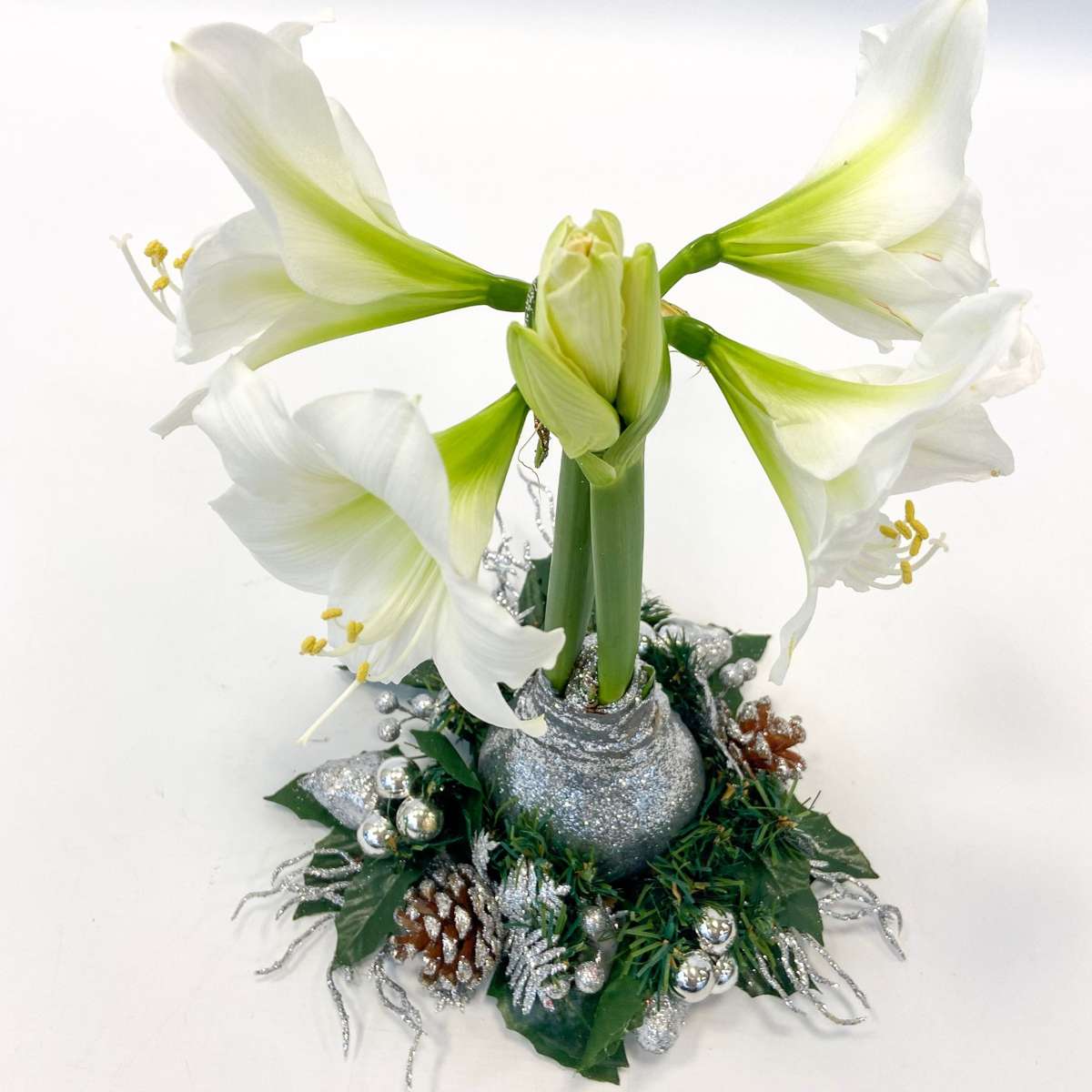 Amaryllis - Hippeastrum 'Weihnachtskranz' - Silber 