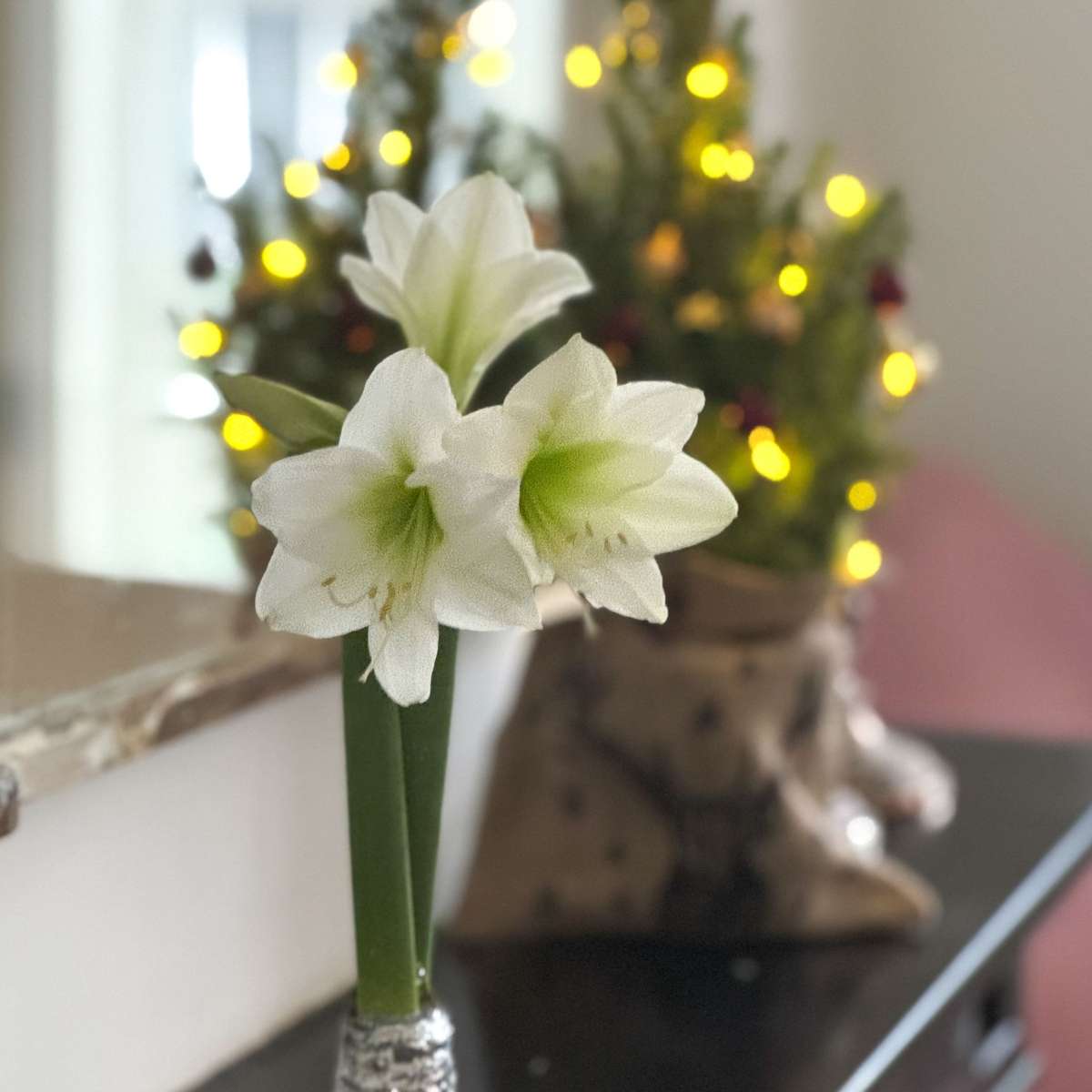 Amaryllis - Hippeastrum 'Weihnachtskranz' - Silber 