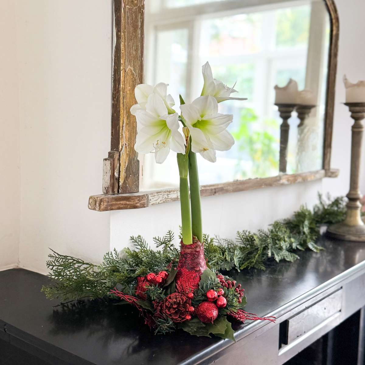 Amaryllis - Hippeastrum 'Weihnachtskranz' - Rot 