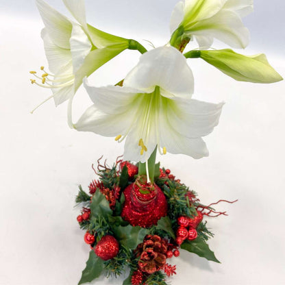 Amaryllis - Hippeastrum 'Weihnachtskranz' - Rot 
