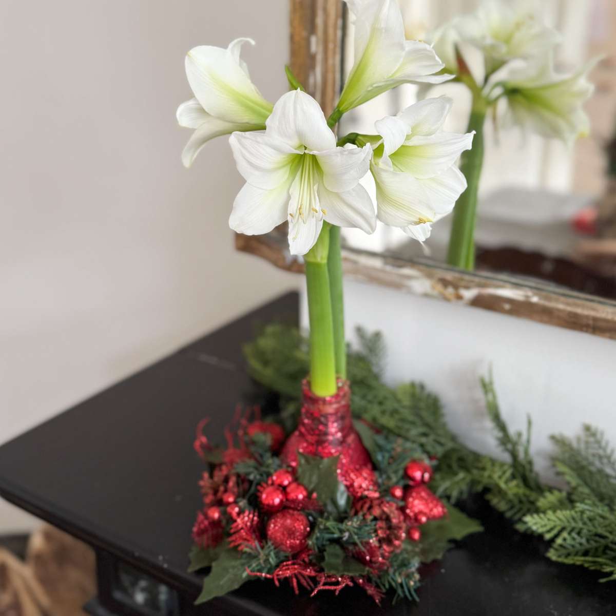Amaryllis - Hippeastrum 'Weihnachtskranz' - Rot 