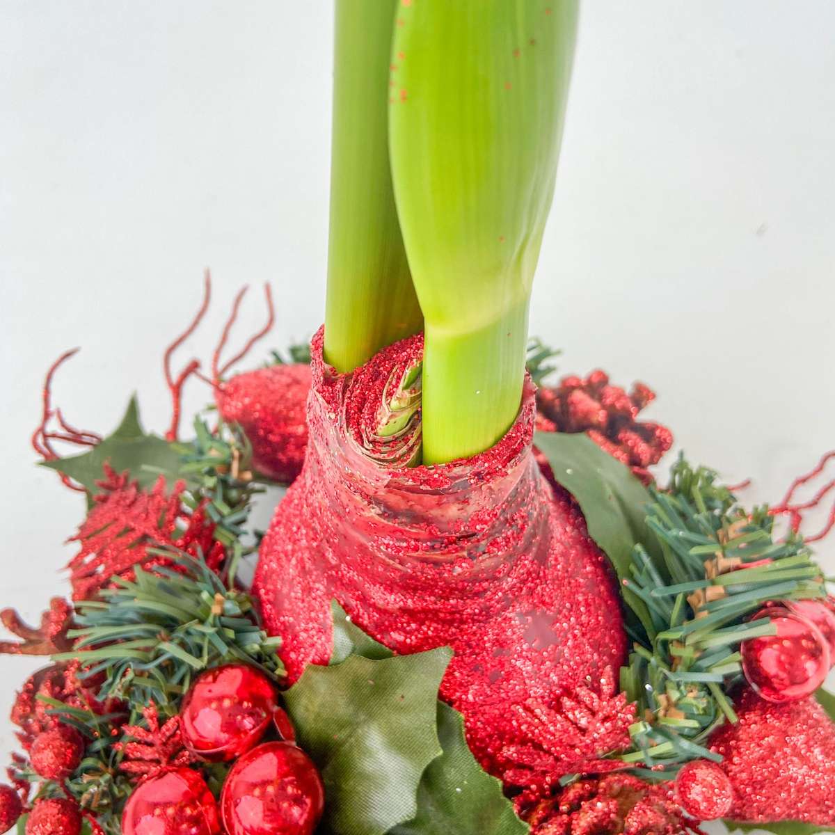 Amaryllis - Hippeastrum 'Weihnachtskranz' - Rot 