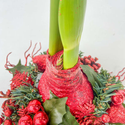 Amaryllis - Hippeastrum 'Weihnachtskranz' - Rot 