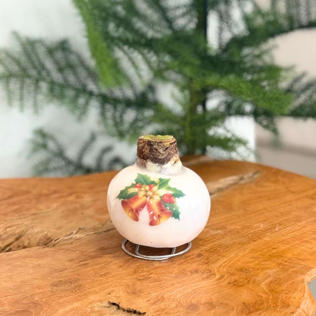 Amaryllis - Hippeastrum 'Porzellan Wachs Glocken' 