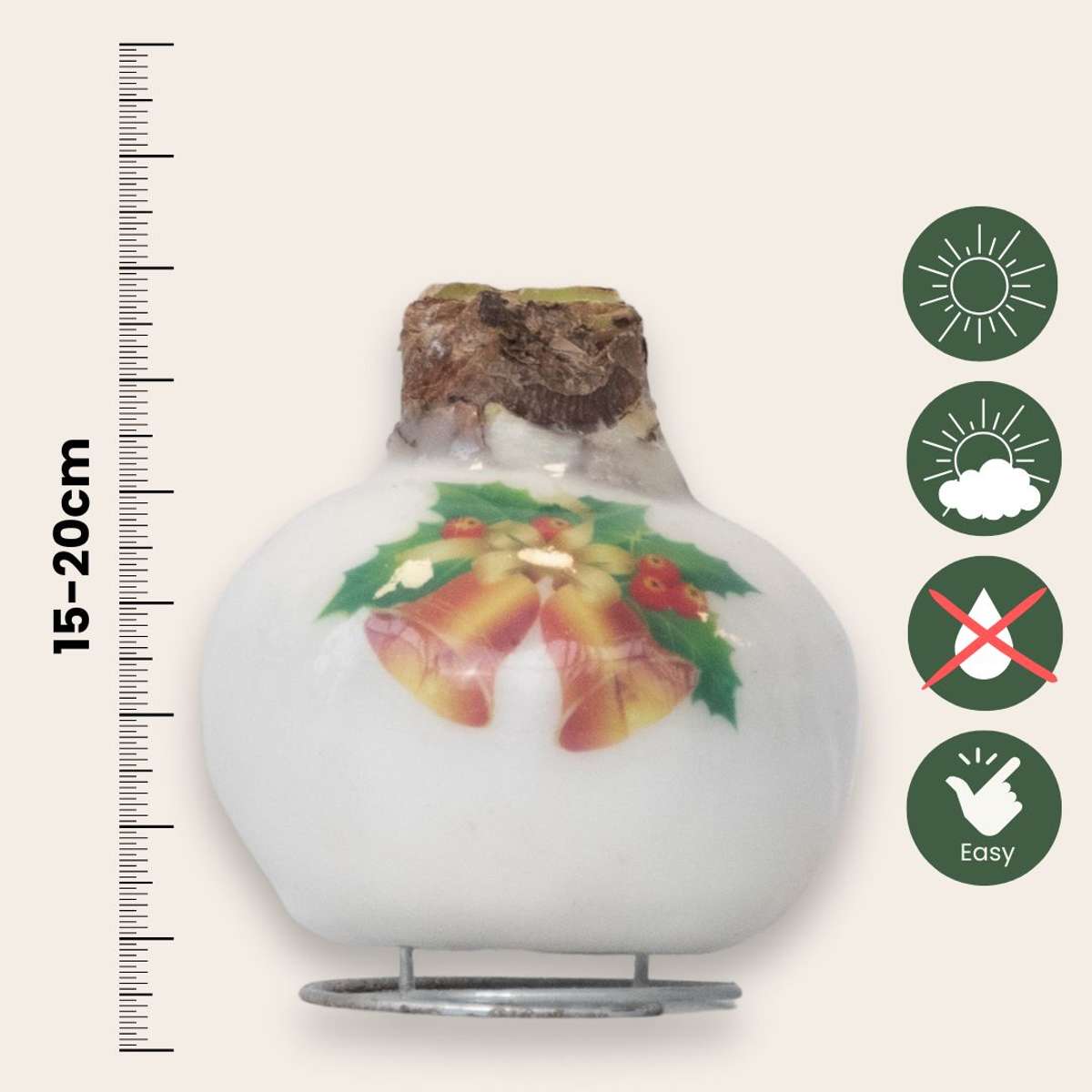 Amaryllis - Hippeastrum 'Porzellan Wachs Glocken' 