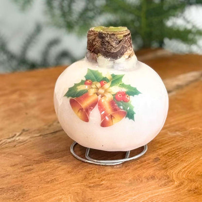 Amaryllis - Hippeastrum 'Porzellan Wachs Glocken' 