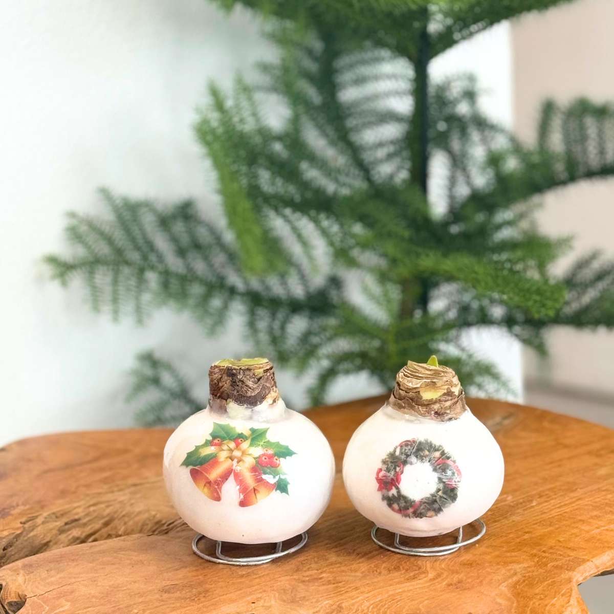 Amaryllis - Hippeastrum 'Porzellan Wachs Glocken' 