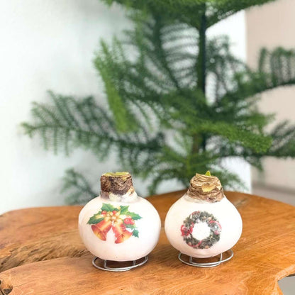 Amaryllis - Hippeastrum 'Porzellan Wachs Glocken' 