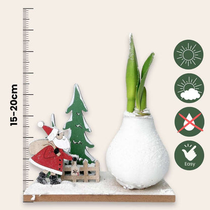 Amaryllis - Hippeastrum 'Winterwunderland Weihnachtsmann' 