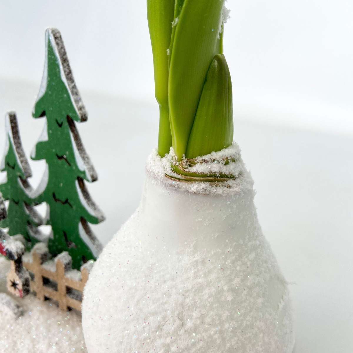 Amaryllis - Hippeastrum 'Winterwunderland Weihnachtsmann' 