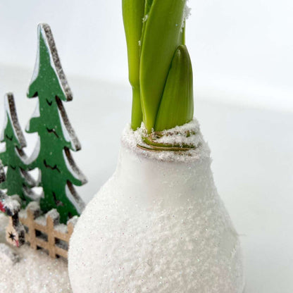 Amaryllis - Hippeastrum 'Winterwunderland Weihnachtsmann' 