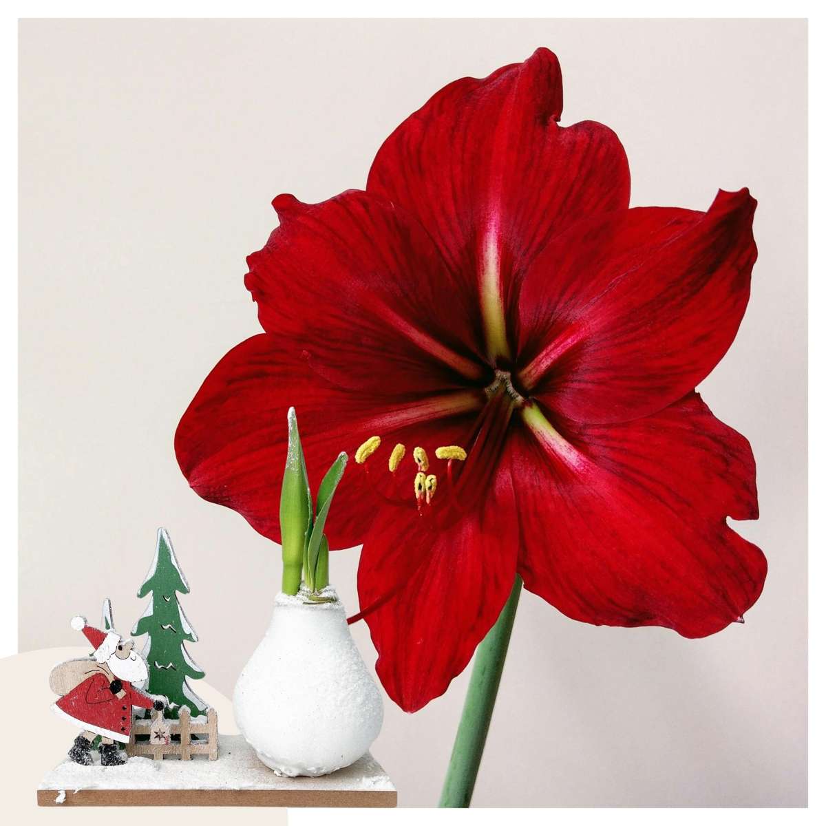 Amaryllis - Hippeastrum 'Winterwunderland Weihnachtsmann' 