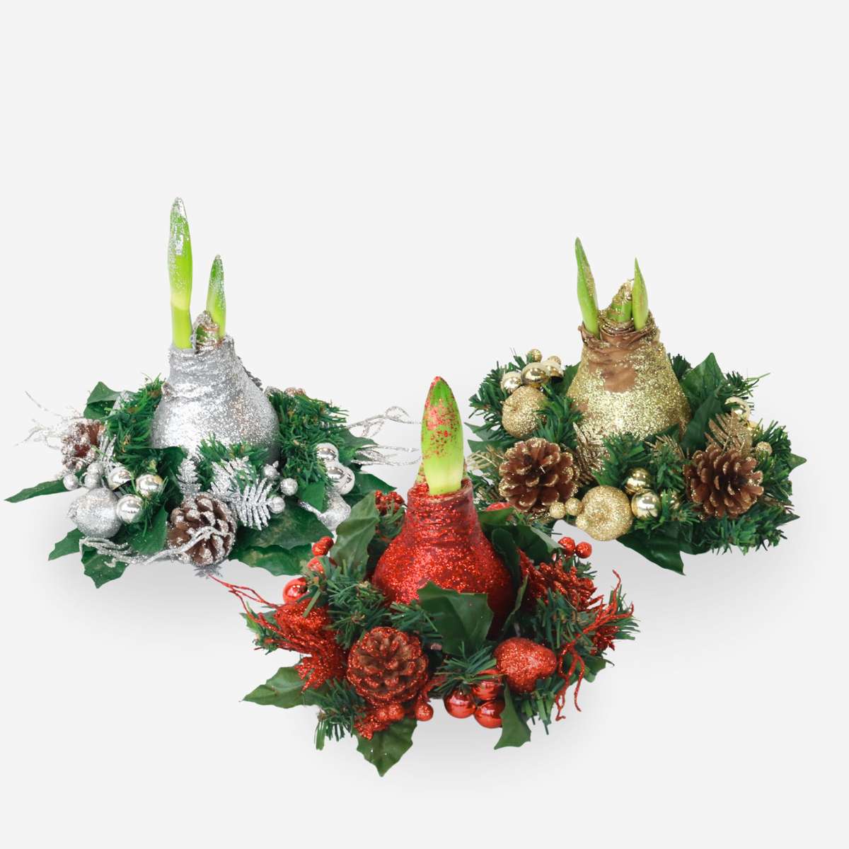 Amaryllis - Hippeastrum 'Weihnachtskranz Mix' 