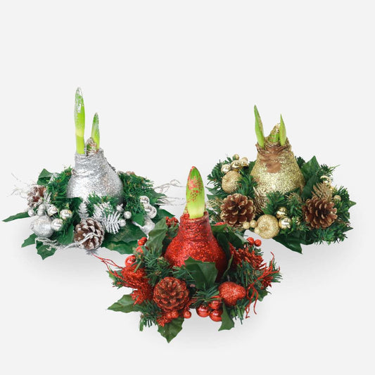 Amaryllis - Hippeastrum 'Weihnachtskranz Mix' 