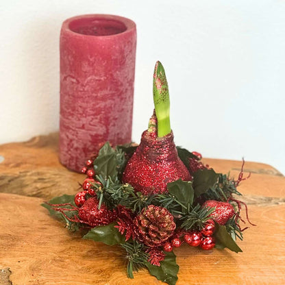 Amaryllis - Hippeastrum 'Weihnachtskranz Mix' 