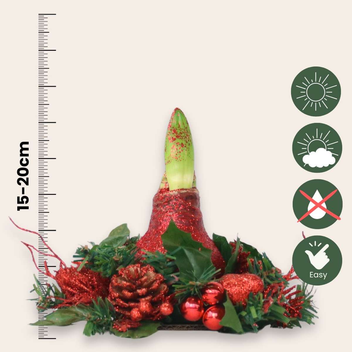 Amaryllis - Hippeastrum 'Weihnachtskranz Mix' 