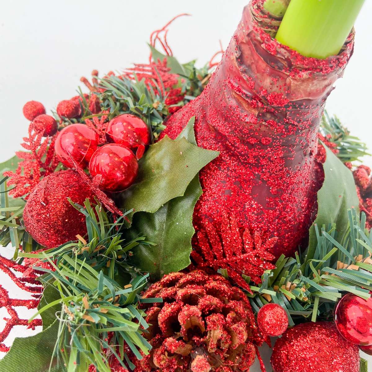 Amaryllis - Hippeastrum 'Weihnachtskranz Mix' 