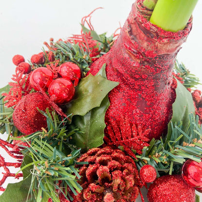 Amaryllis - Hippeastrum 'Weihnachtskranz Mix' 