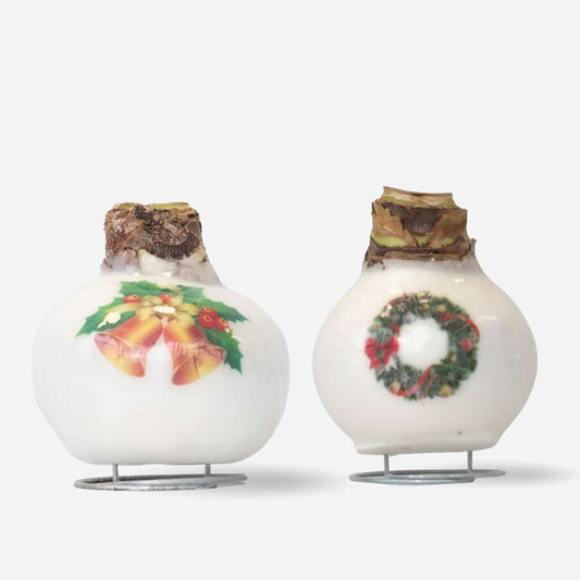 Amaryllis - Set Mit 2 - Hippeastrum 'Porzellan Wachs Mix' 