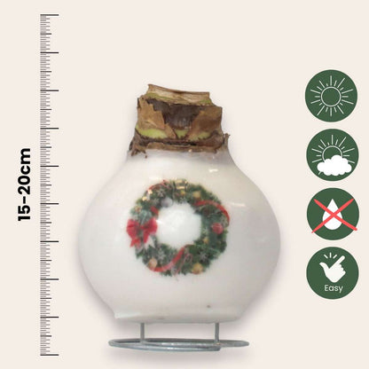 Amaryllis - Set Mit 2 - Hippeastrum 'Porzellan Wachs Mix' 