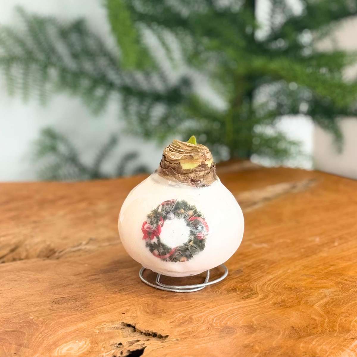 Amaryllis - Set Mit 2 - Hippeastrum 'Porzellan Wachs Mix' 