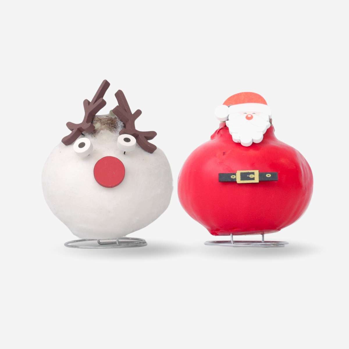 Amaryllis - Set Mit 2 - Hippeastrum 'Wachs Spezial Mix' 