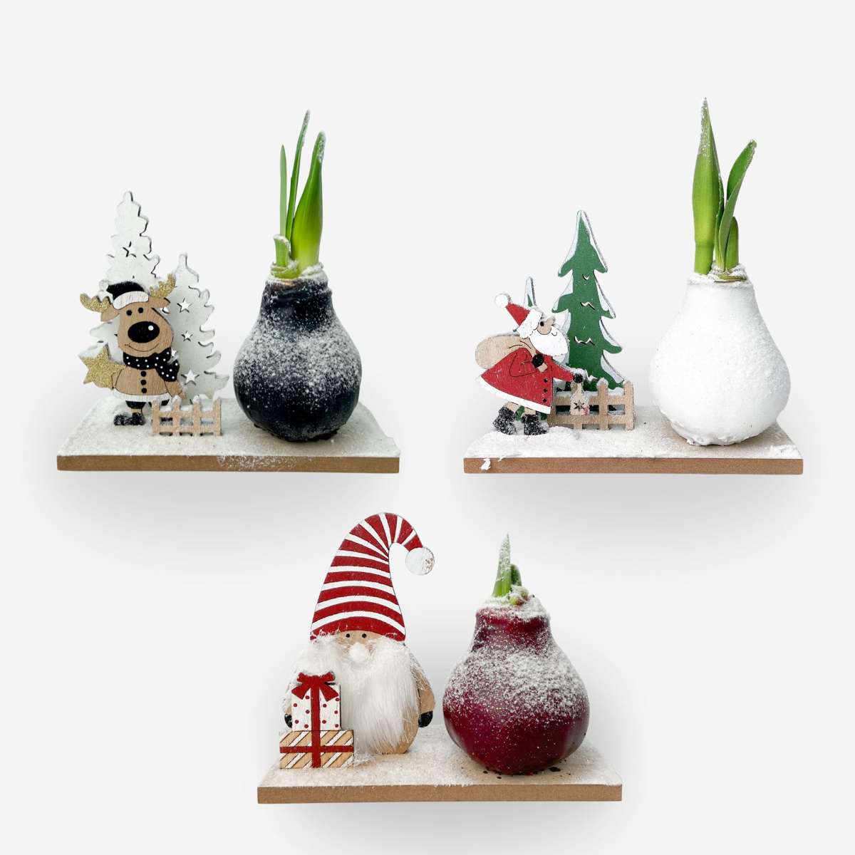 Amaryllis - Set Mit 3 - Hippeastrum 'Winterwunderland Mix' 