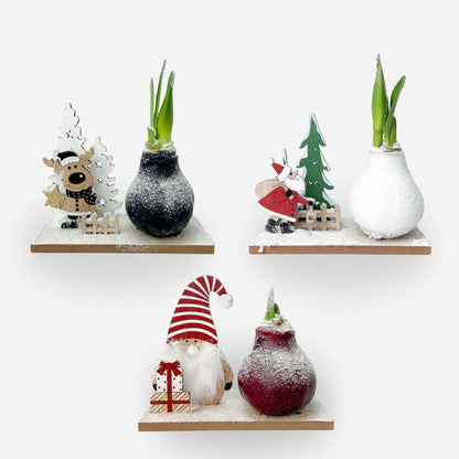 Amaryllis - Set Mit 3 - Hippeastrum 'Winterwunderland Mix' 