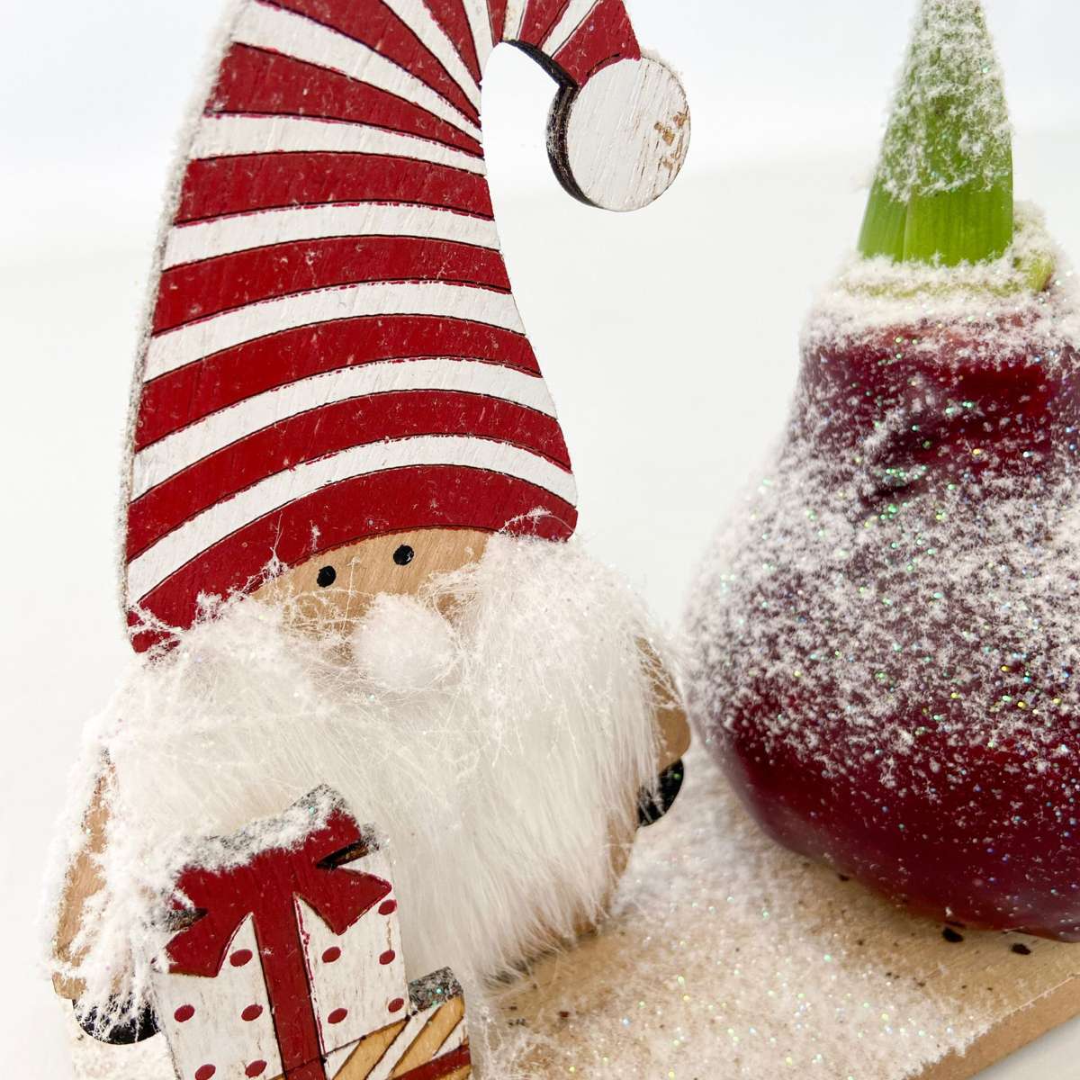 Amaryllis - Set Mit 3 - Hippeastrum 'Winterwunderland Mix' 